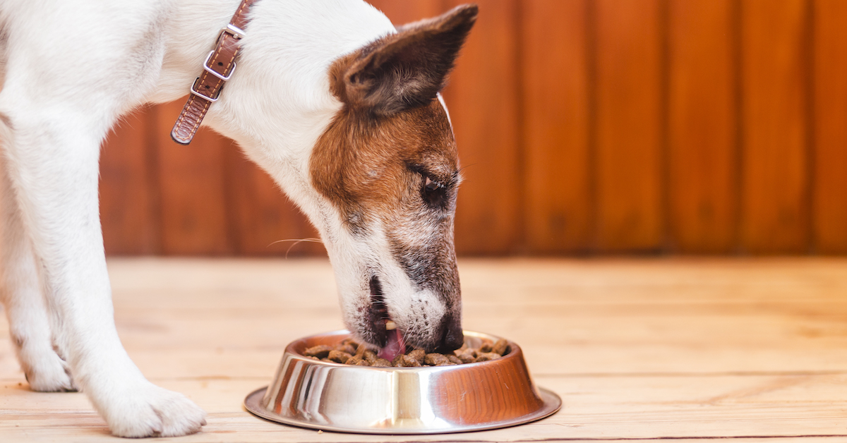 Do’s and Don’ts of Homemade Dog Food